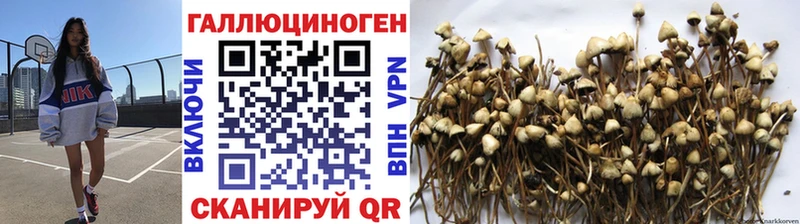 кракен зеркало  Новоузенск  Галлюциногенные грибы MAGIC MUSHROOMS 